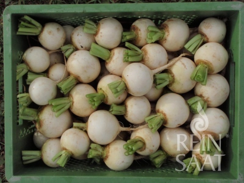 ko081_kvaka snowball